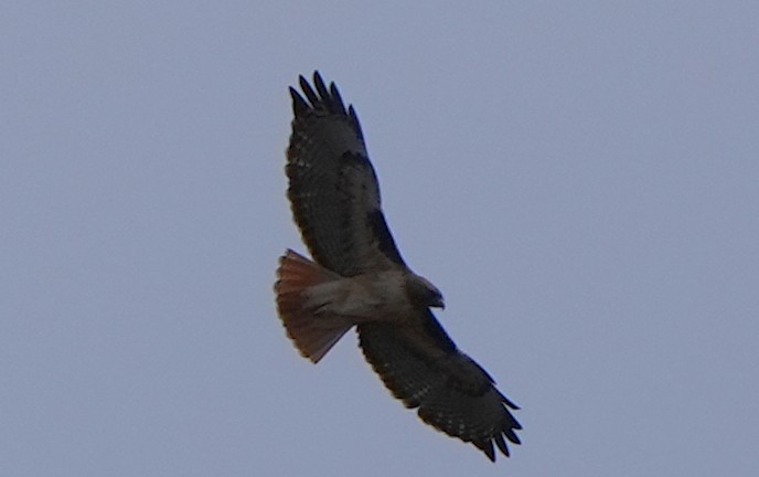 Red-tailed Hawk - ML618902844