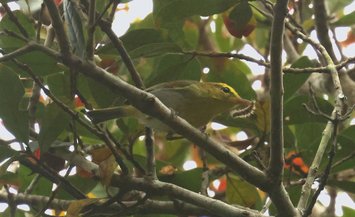 Yellow-throated Woodland-Warbler - ML618902846