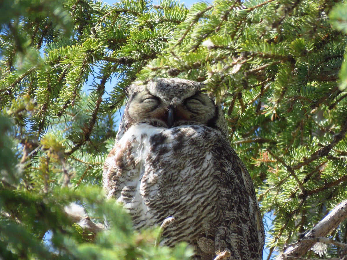 Great Horned Owl - ML618902847