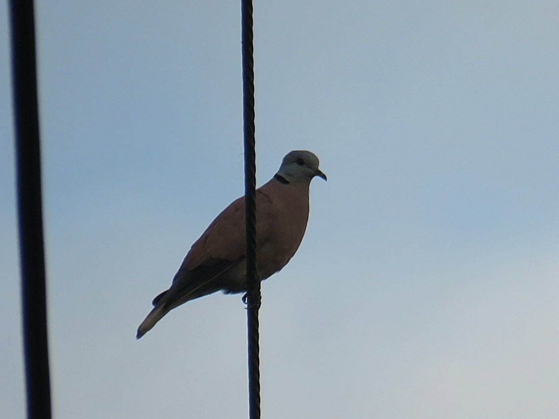 Red Collared-Dove - ML618902852