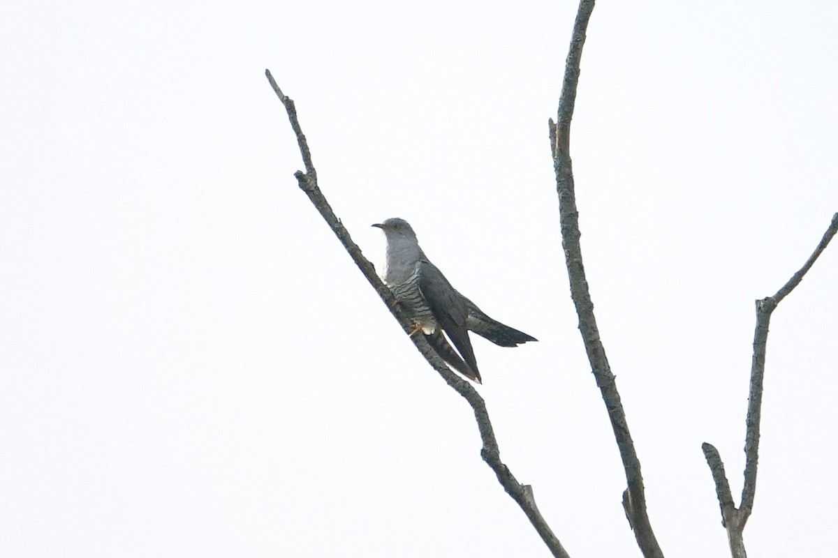 Common Cuckoo - Fred Matthews