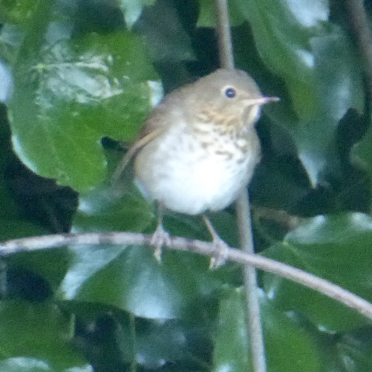 Swainson's Thrush (Russet-backed) - Anonymous
