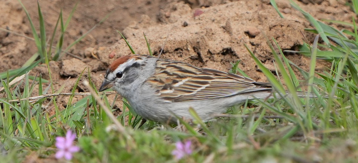 Chipping Sparrow - ML618902914