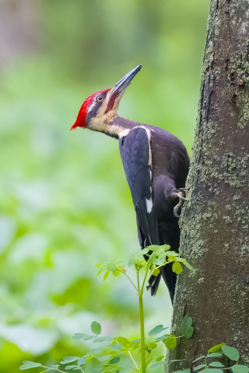 Pileated Woodpecker - ML618902967