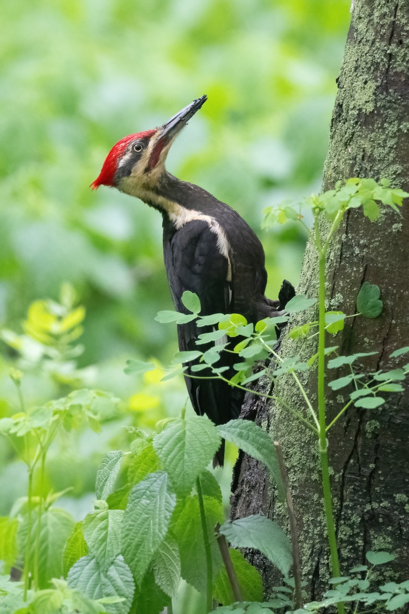 Pileated Woodpecker - ML618902969