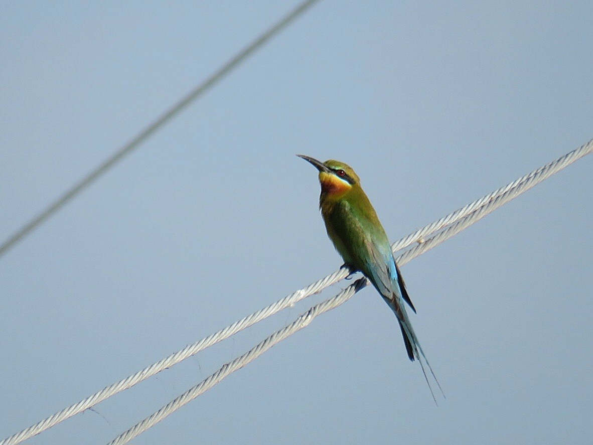 Blue-tailed Bee-eater - ML618902983