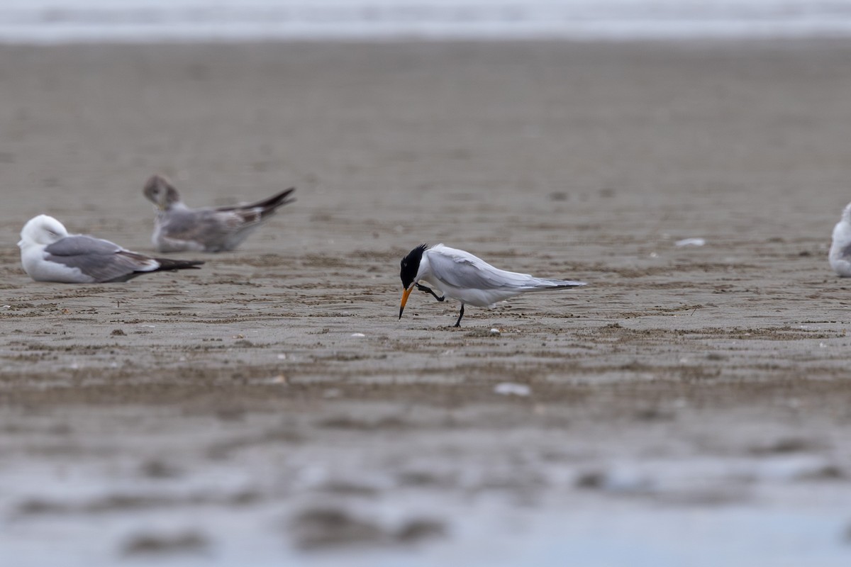Chinese Crested Tern - ML618902999