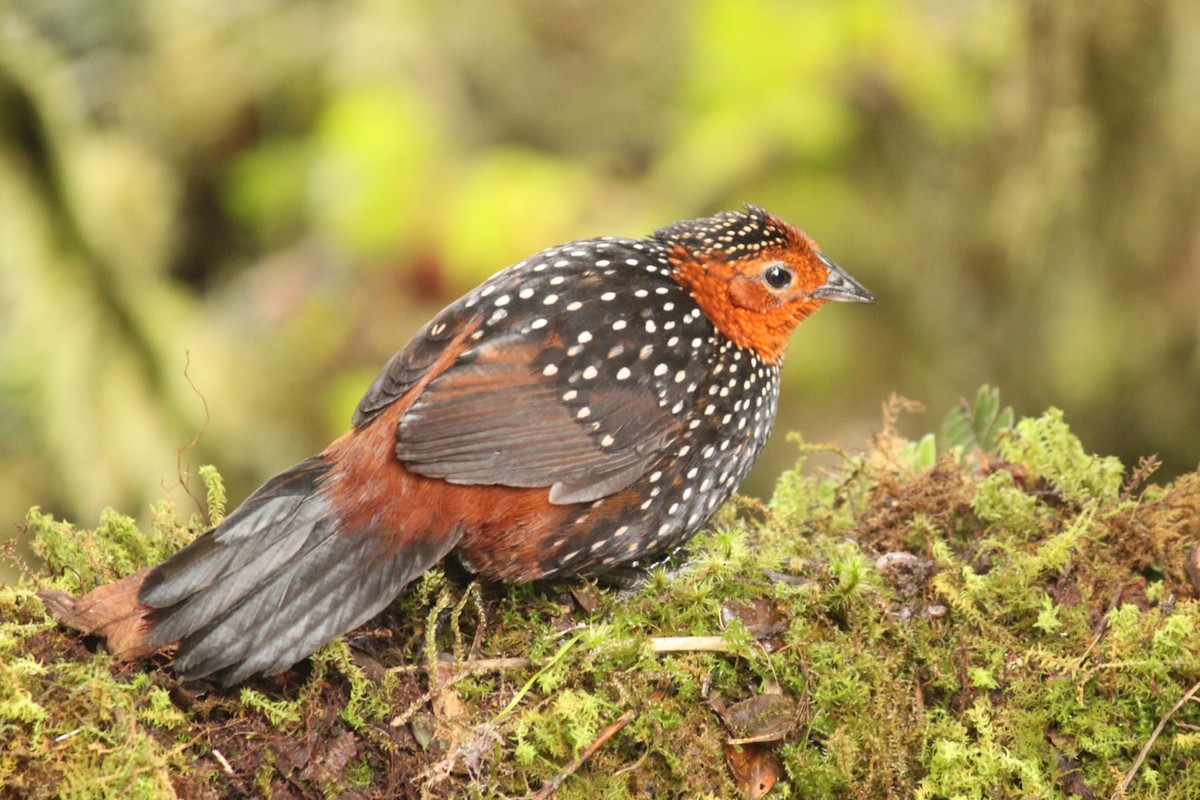 Ocellated Tapaculo - ML618903001