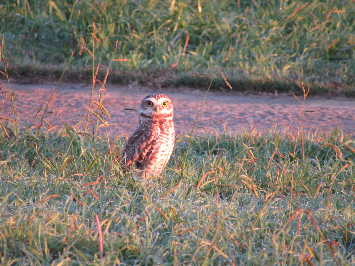 Burrowing Owl - ML618903009