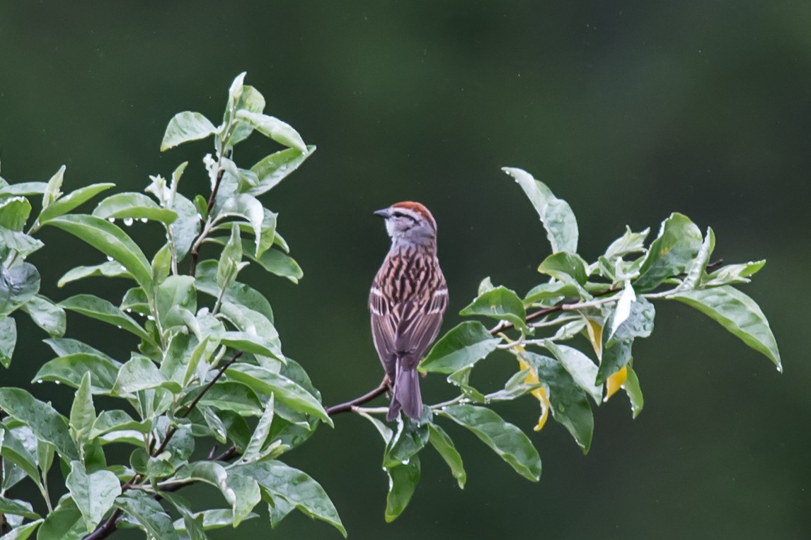 Chipping Sparrow - ML61890301