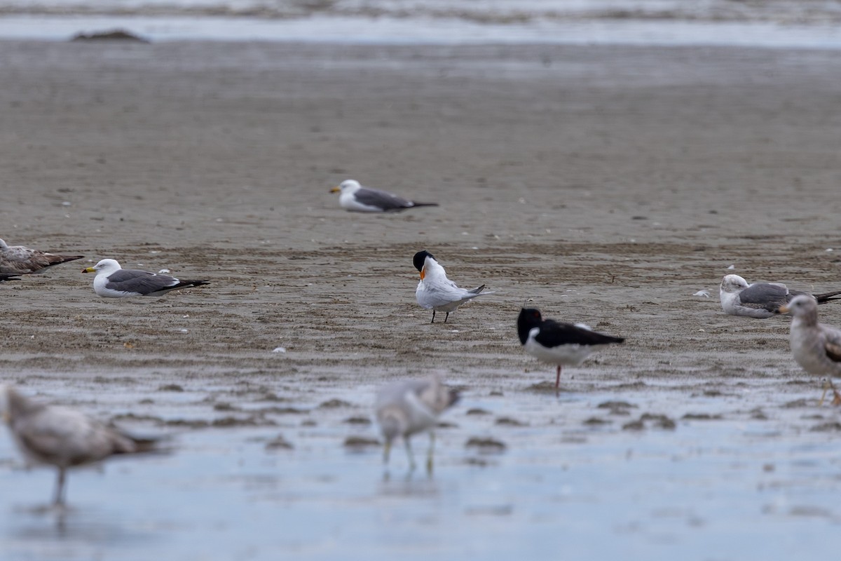 Chinese Crested Tern - ML618903015