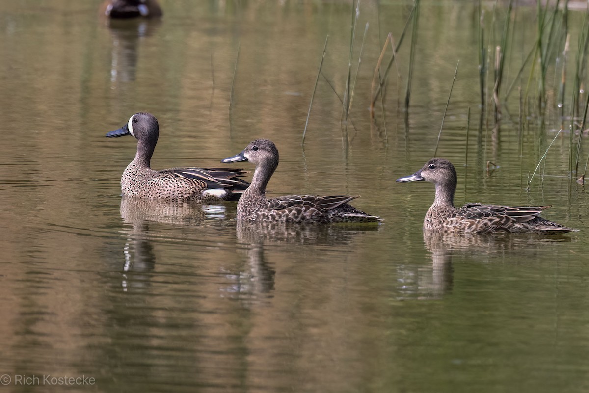 Blue-winged Teal - Rich Kostecke