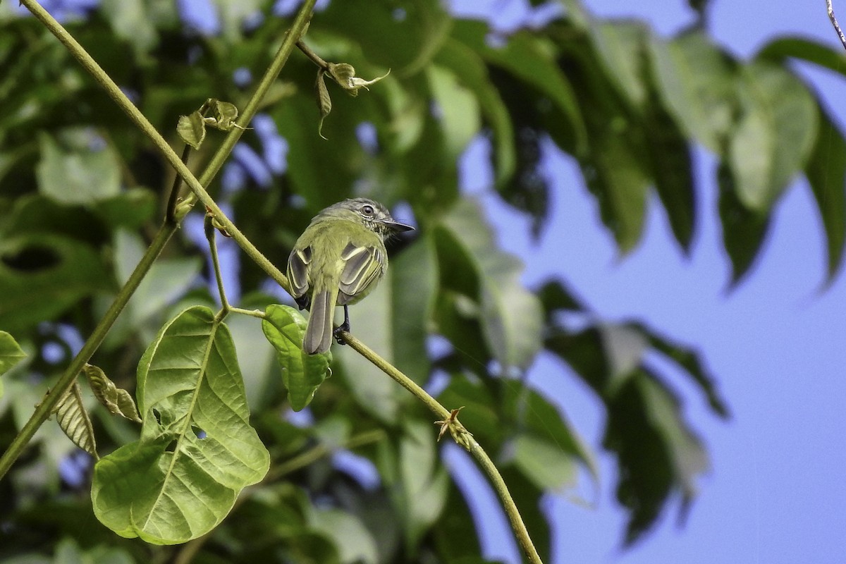 Gray-crowned Flatbill - ML618903050