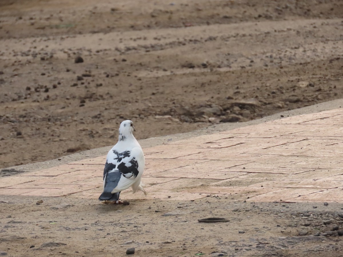 Rock Pigeon (Feral Pigeon) - ML618903099