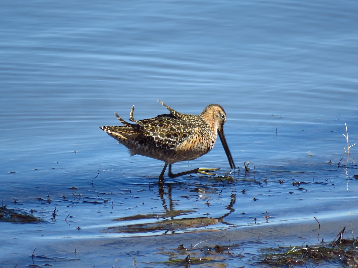 Long-billed Dowitcher - ML618903140