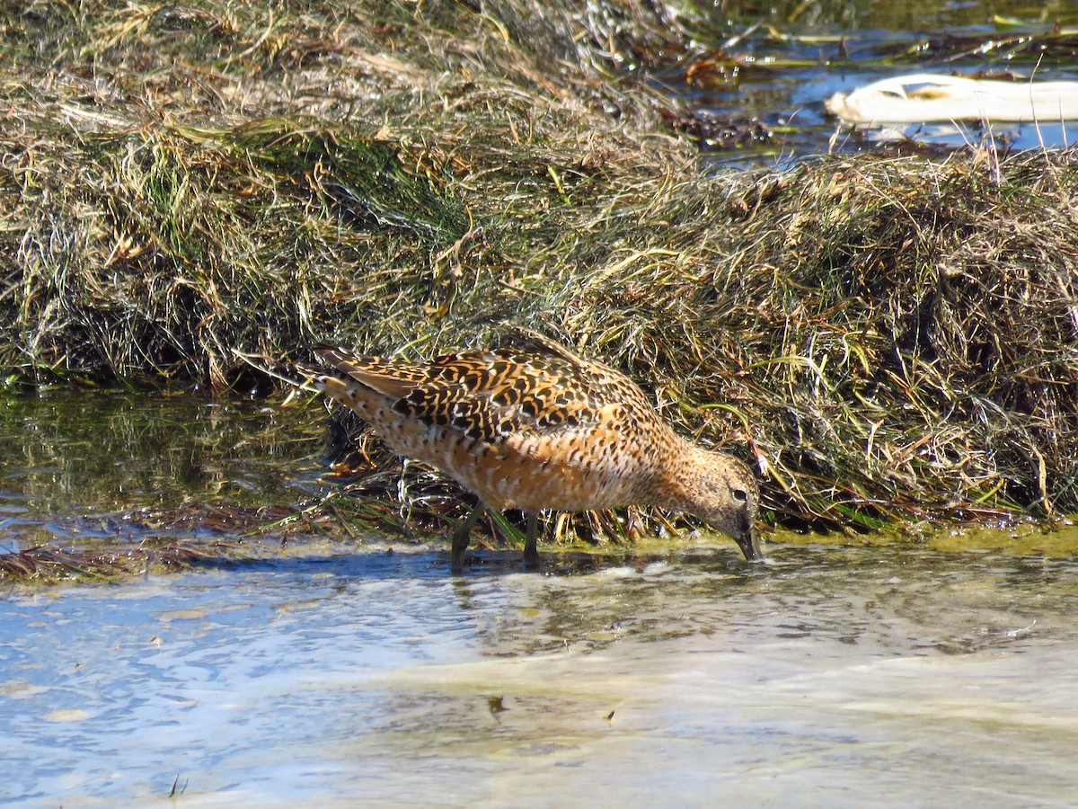 Long-billed Dowitcher - ML618903141