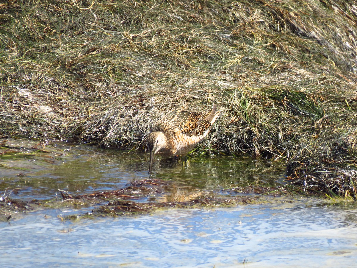 Long-billed Dowitcher - ML618903143