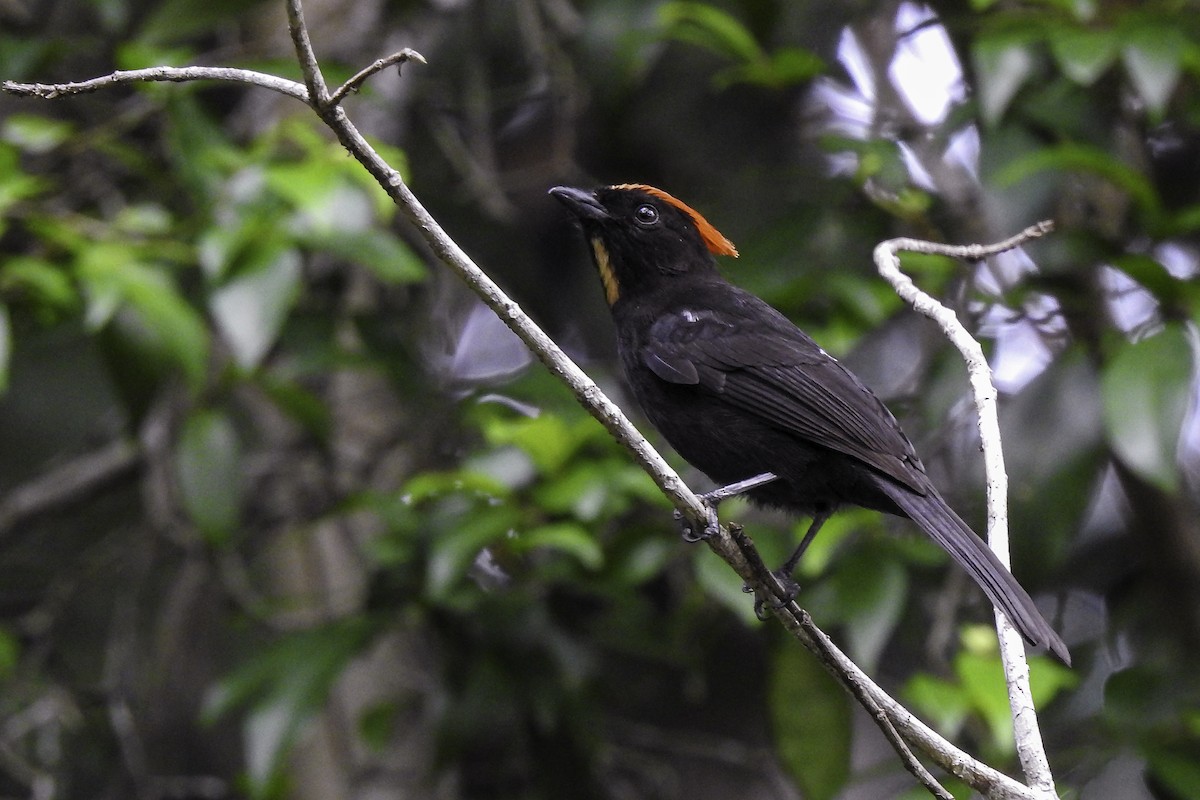 Flame-crested Tanager (Flame-crested) - ML618903147