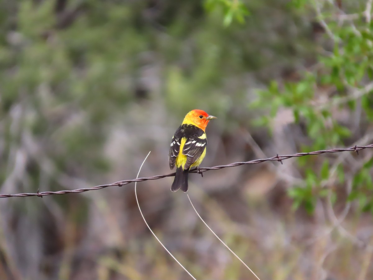 Western Tanager - ML618903160