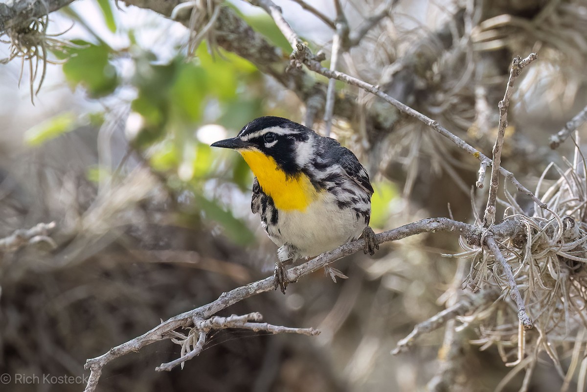 Yellow-throated Warbler - Rich Kostecke