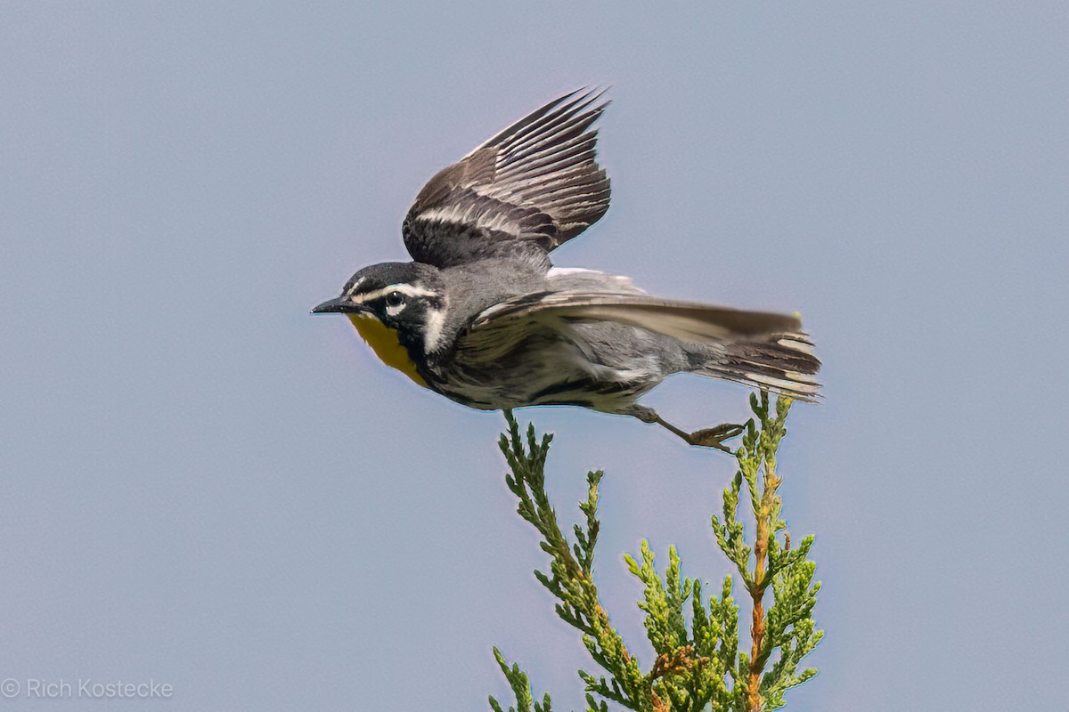 Yellow-throated Warbler - Rich Kostecke