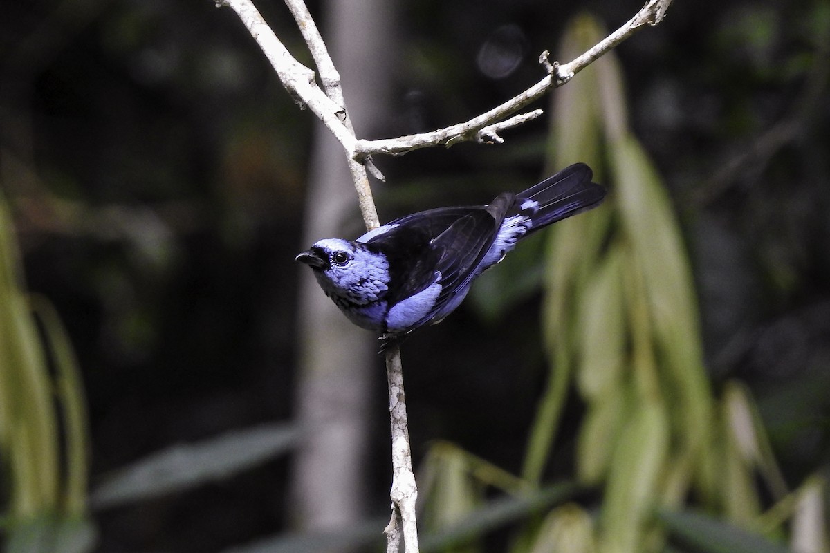 White-bellied Tanager - ML618903182