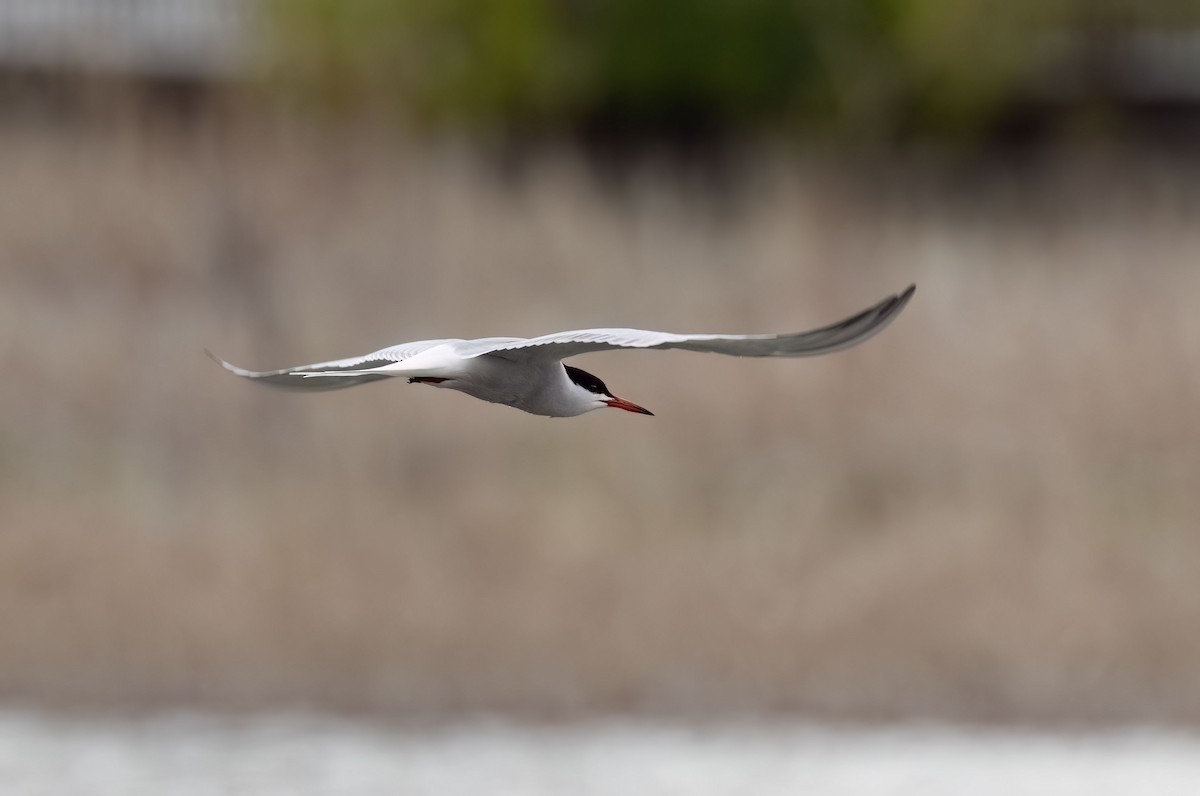 Common Tern - Suzanne Labbé