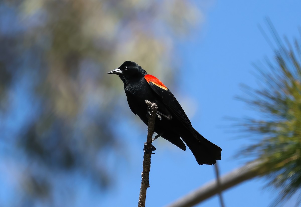 Red-winged Blackbird - ML618903185