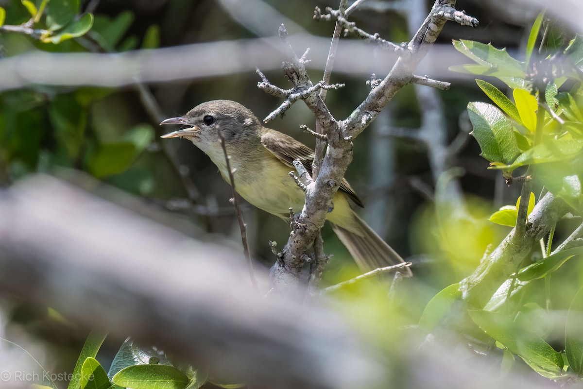 Bell's Vireo - Rich Kostecke