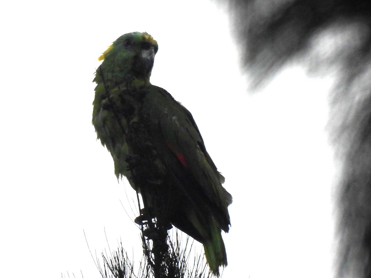 Yellow-naped Parrot - ML618903188