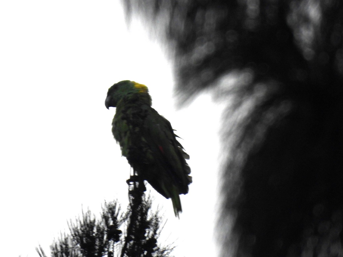 Yellow-naped Parrot - ML618903190