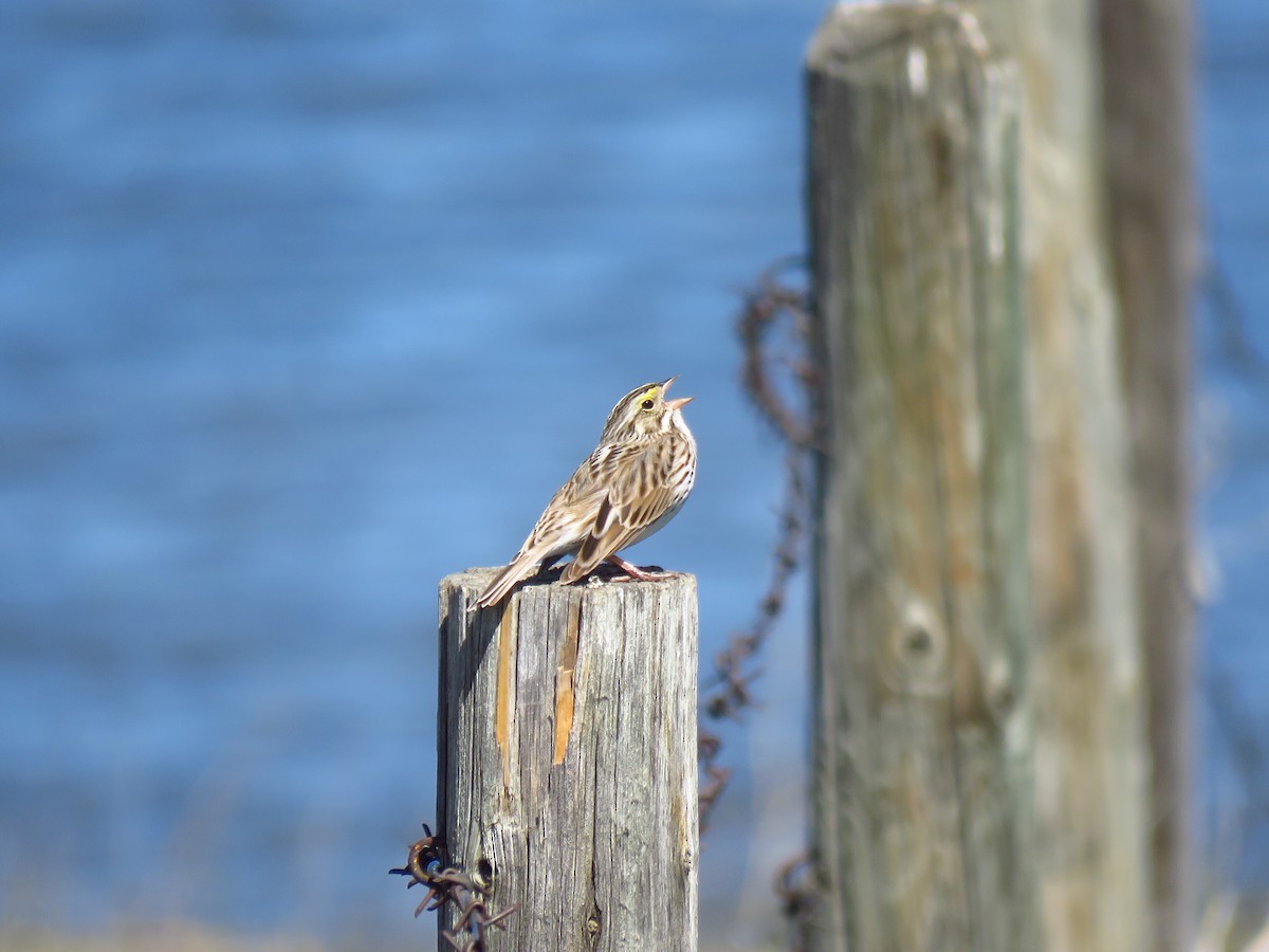 Savannah Sparrow - ML618903201