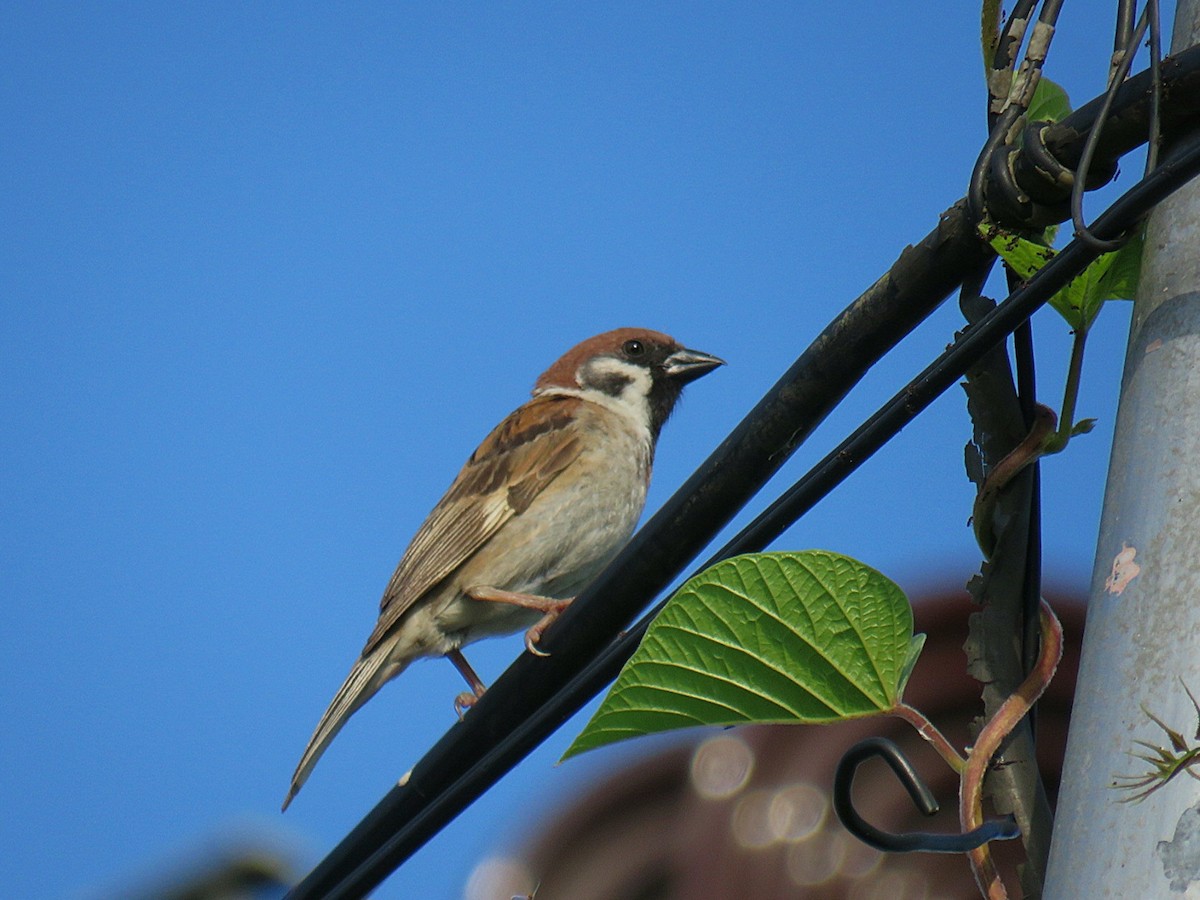 Eurasian Tree Sparrow - Breyden Beeke