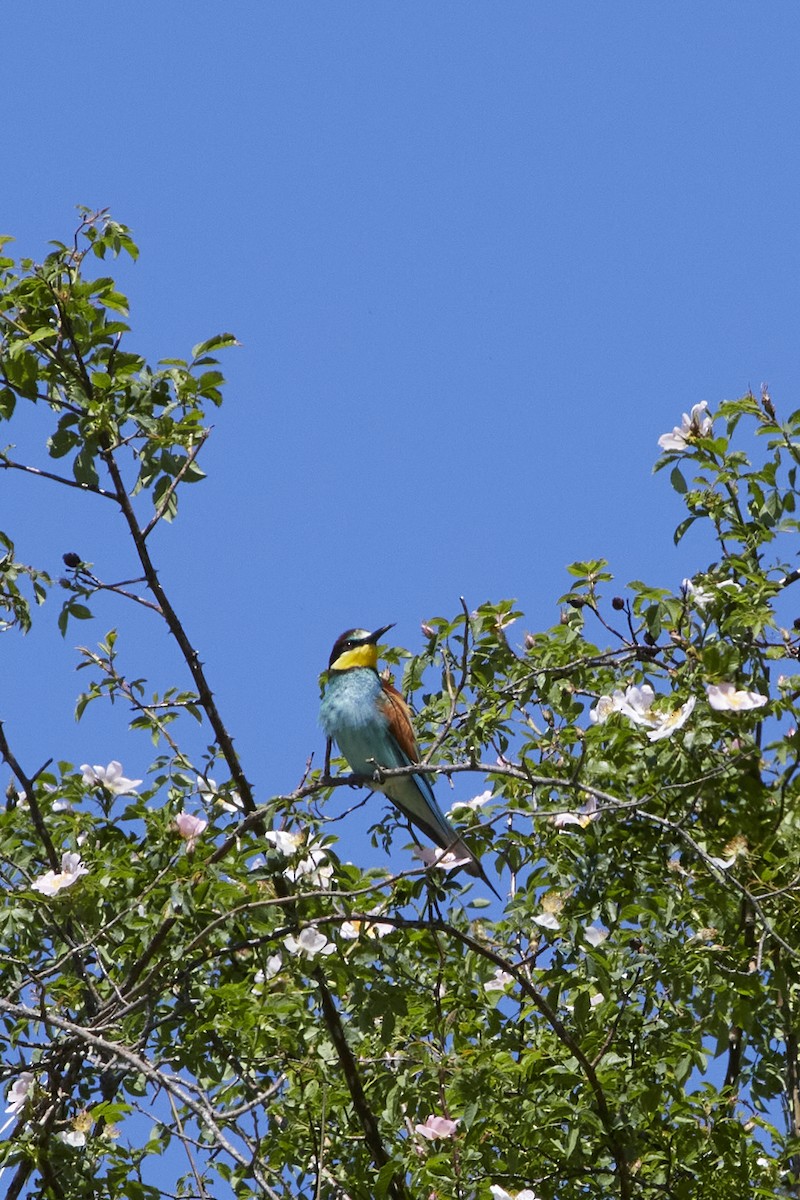 European Bee-eater - Monika Kolodziej