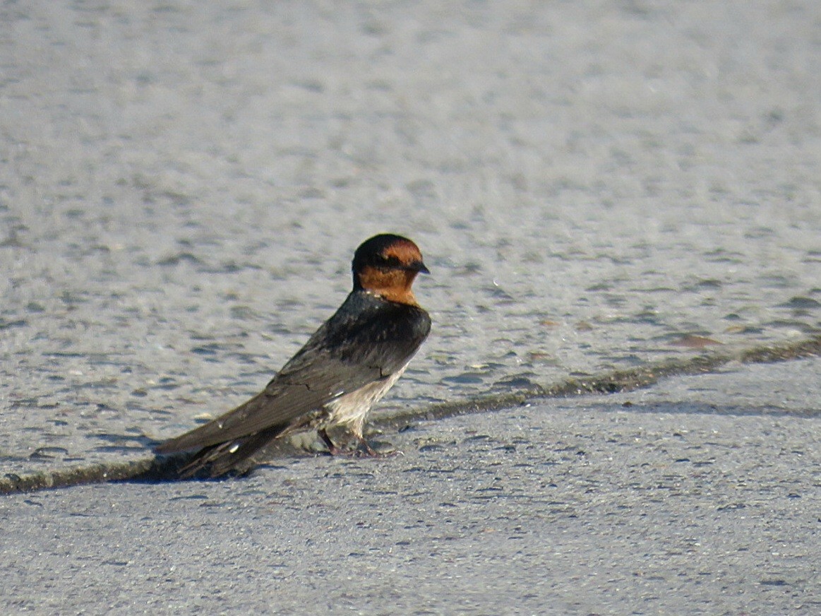 Pacific Swallow - Breyden Beeke