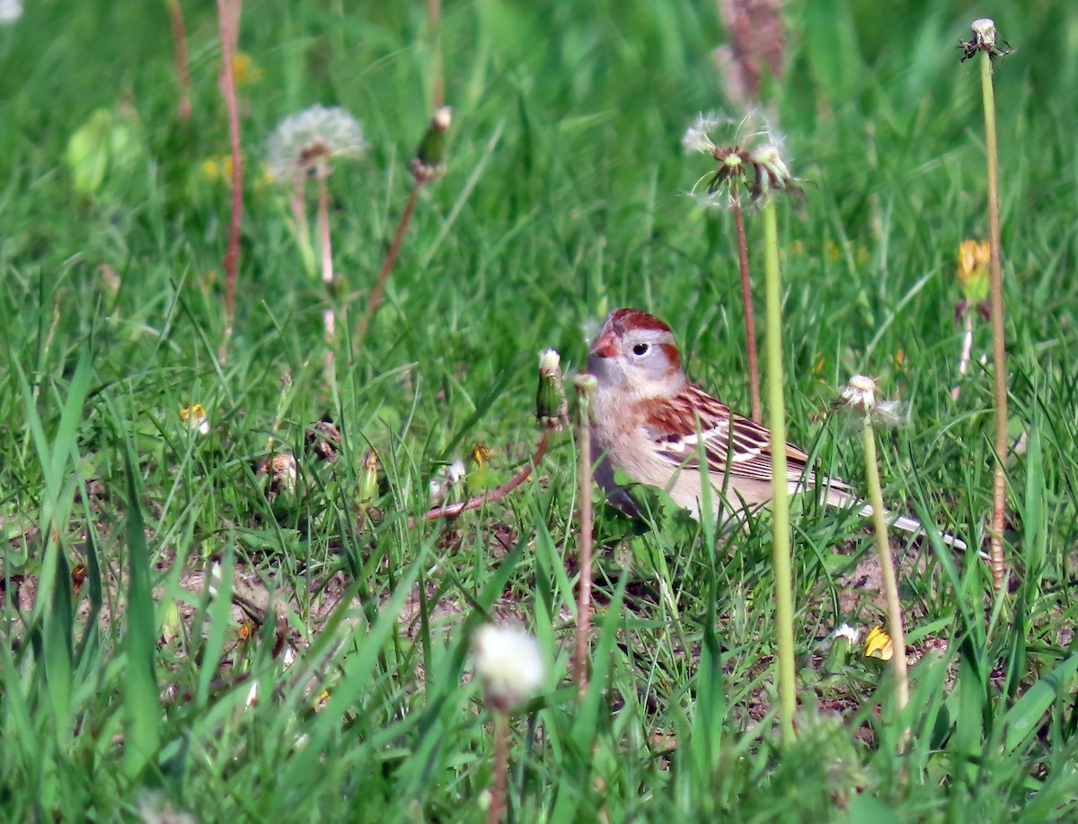 Field Sparrow - Kathy Carroll