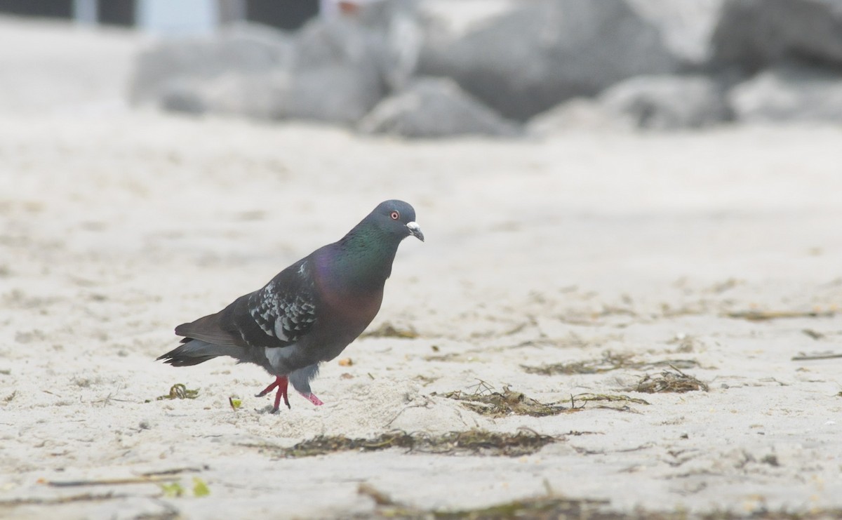 Rock Pigeon (Feral Pigeon) - Henry Nelson