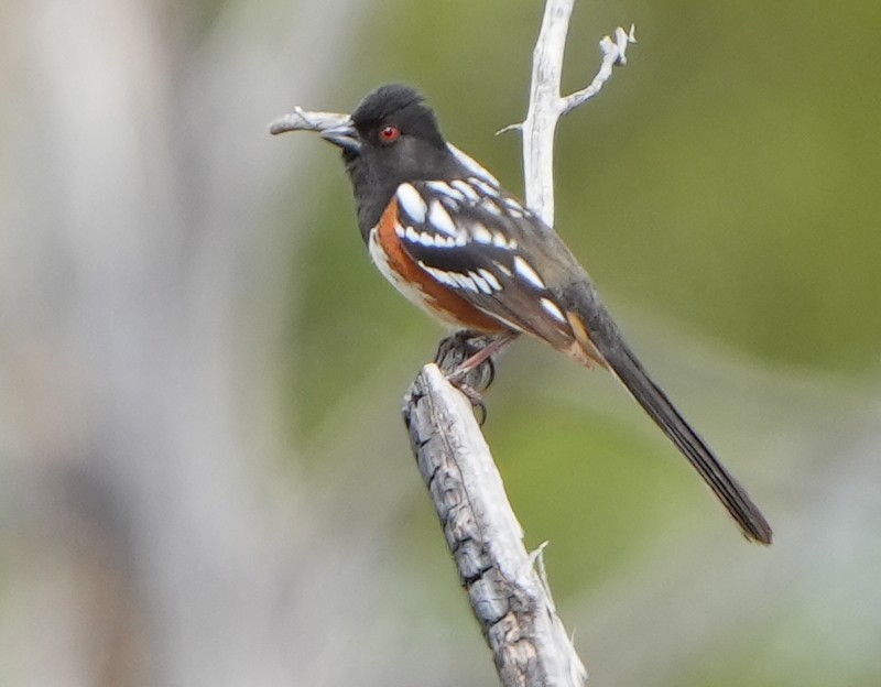 Spotted Towhee - ML618903285