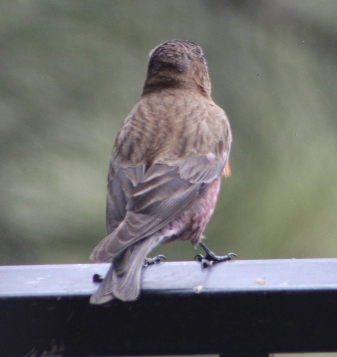 Brown-capped Rosy-Finch - ML618903298