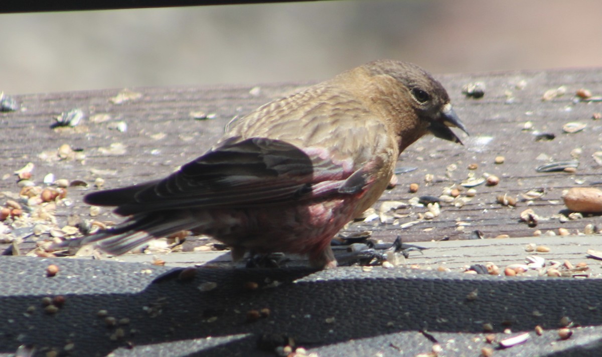 Brown-capped Rosy-Finch - ML618903299