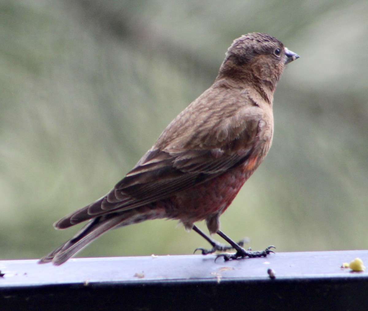 Brown-capped Rosy-Finch - ML618903301