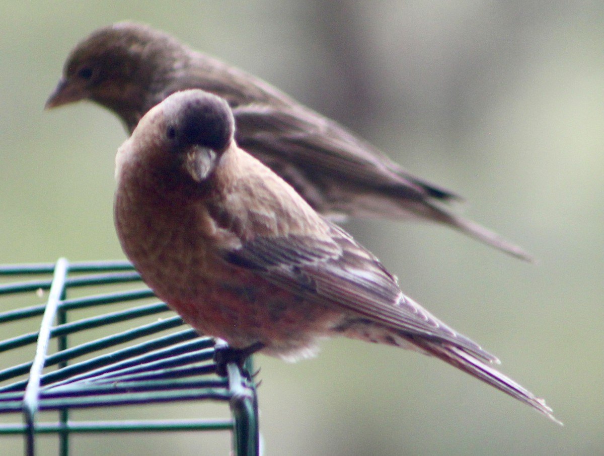 Brown-capped Rosy-Finch - ML618903302