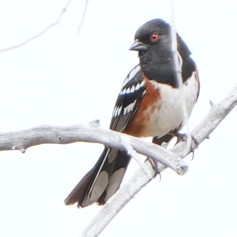 Spotted Towhee - Dave Bowman