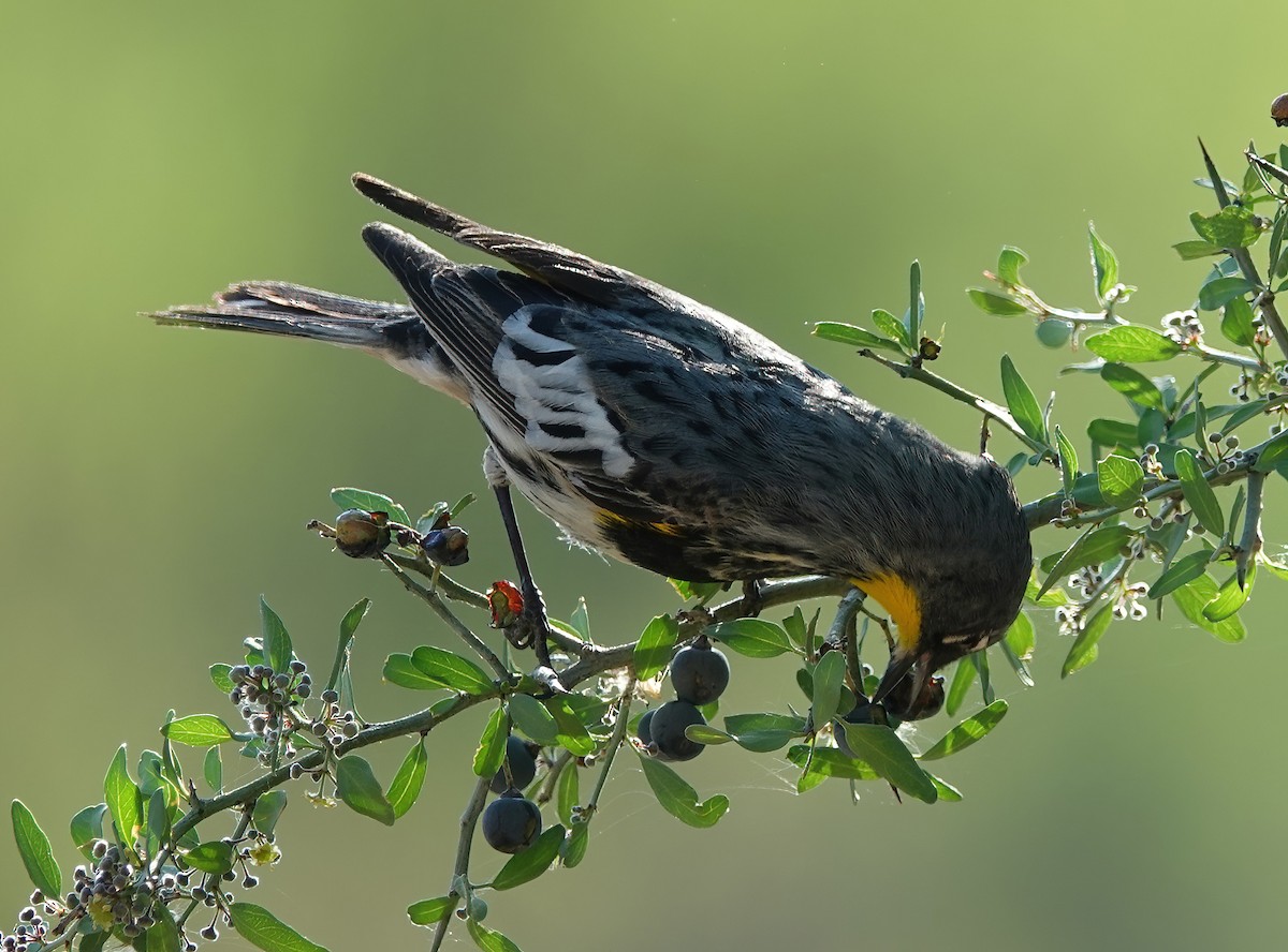 Yellow-rumped Warbler (Audubon's) - ML618903357