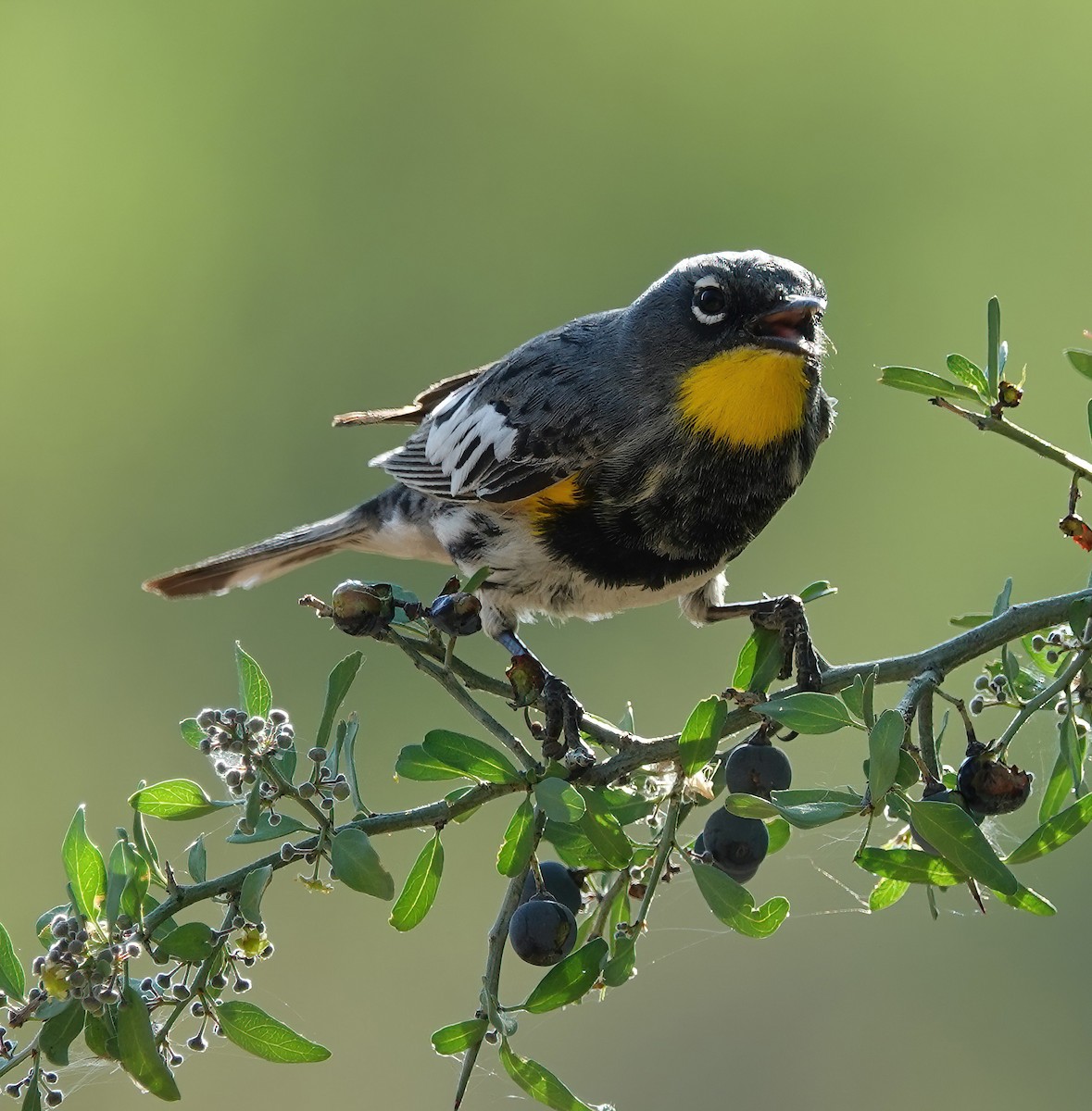 Yellow-rumped Warbler (Audubon's) - ML618903358