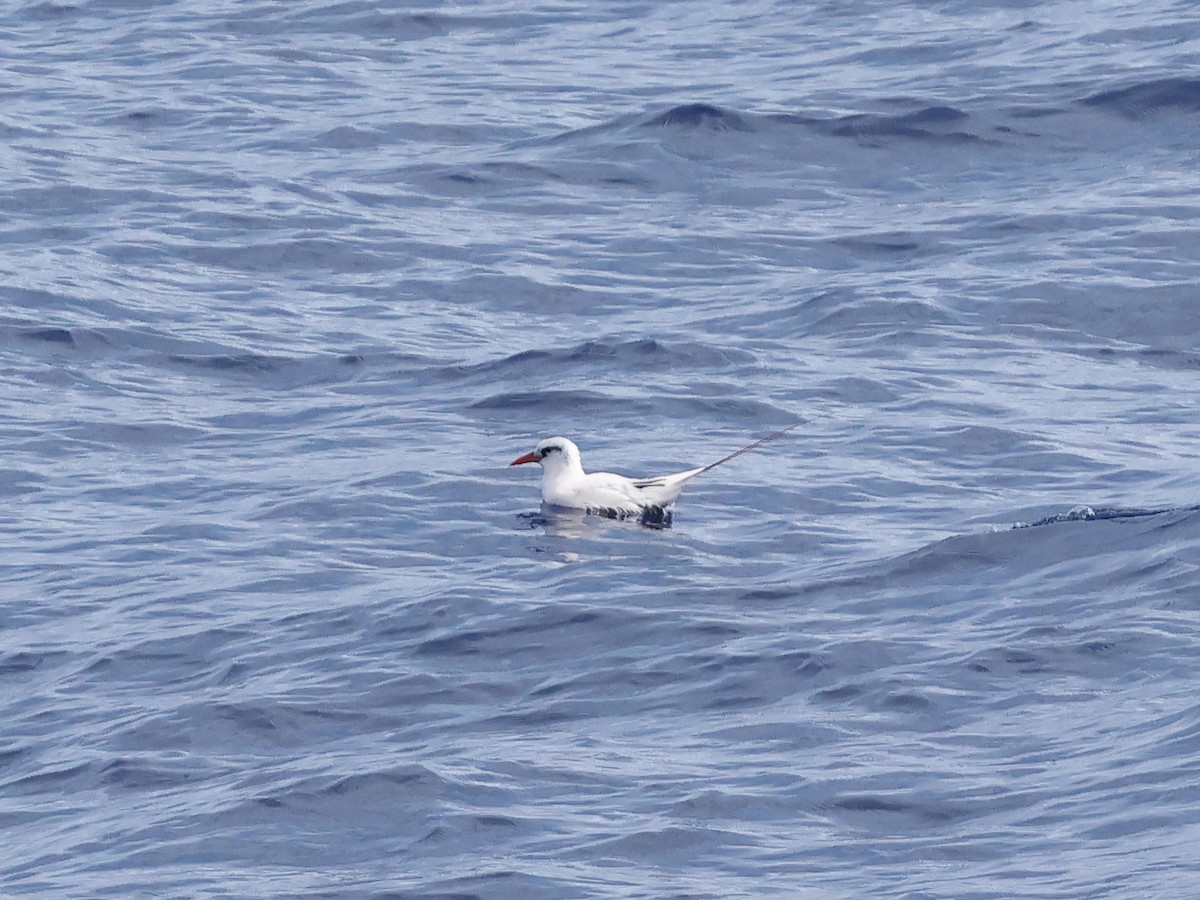 Red-tailed Tropicbird - ML618903386