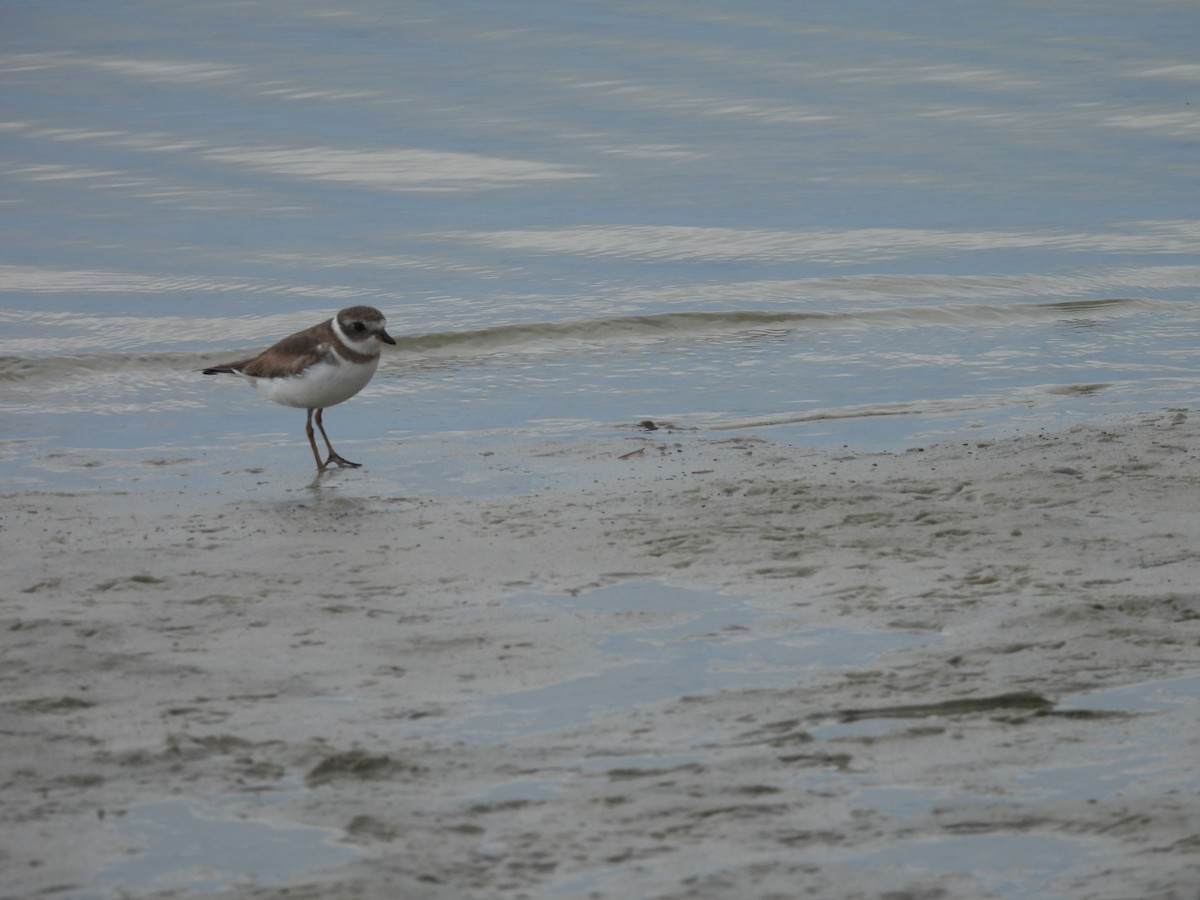 Semipalmated Plover - ML618903394