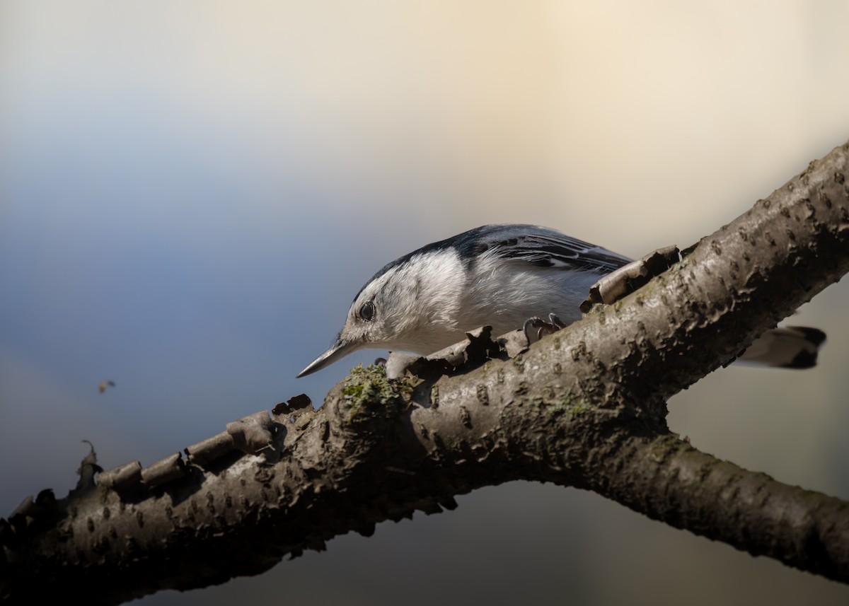 White-breasted Nuthatch - ML618903440