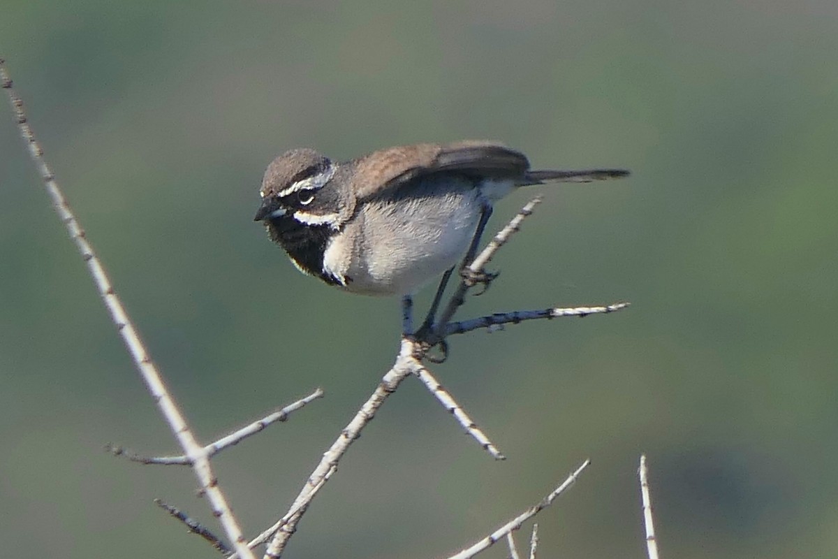 Black-throated Sparrow - ML618903448