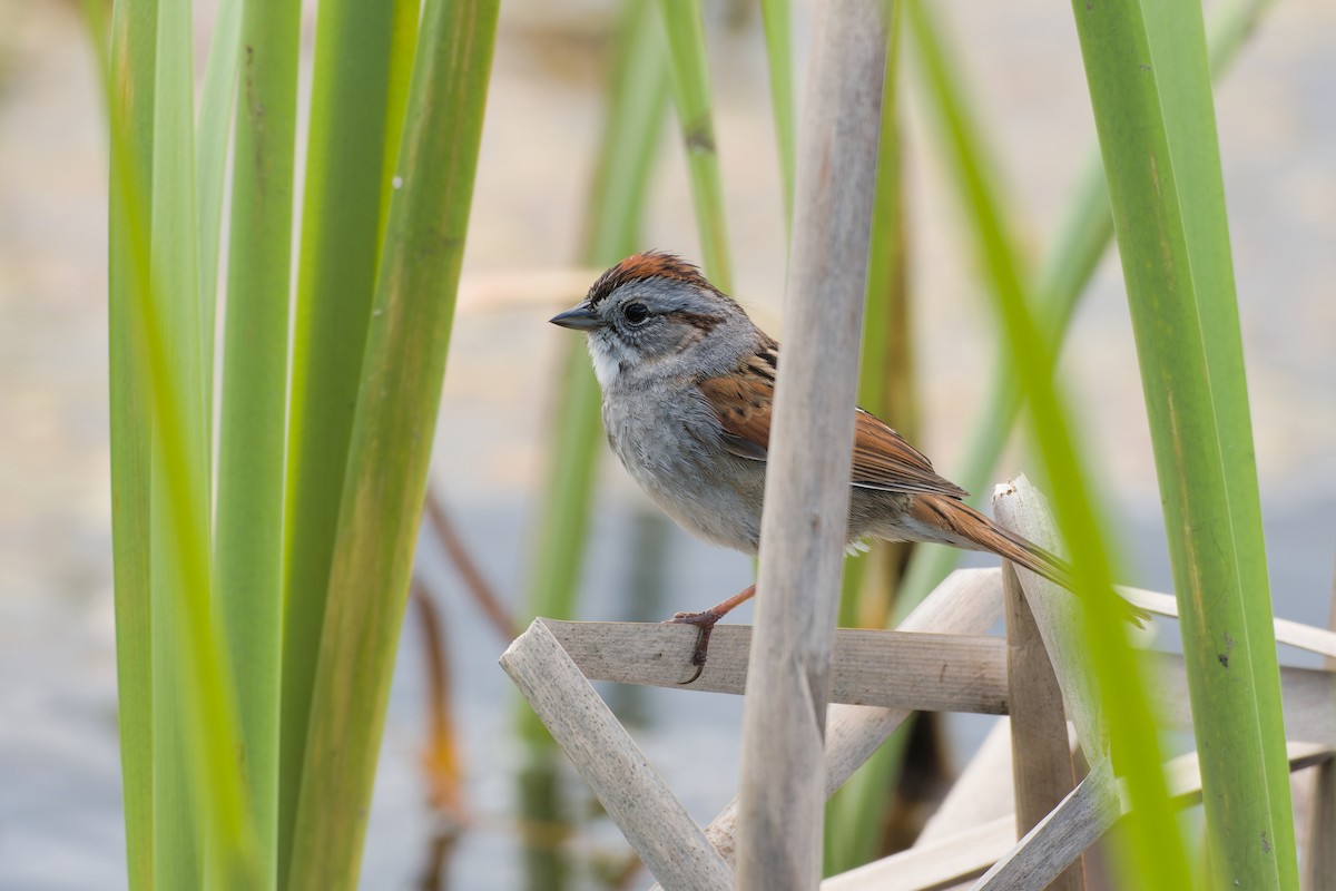Swamp Sparrow - ML618903452